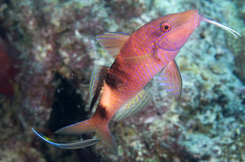 Parupeneus multifasciatus (Triglia fasciata)